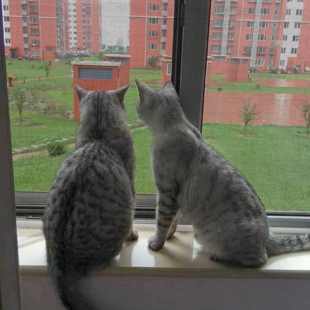 Cat Proof Window Screen - Black Edge, 100cm x 100cm: image 2